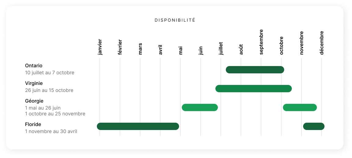Chart Greenbean French